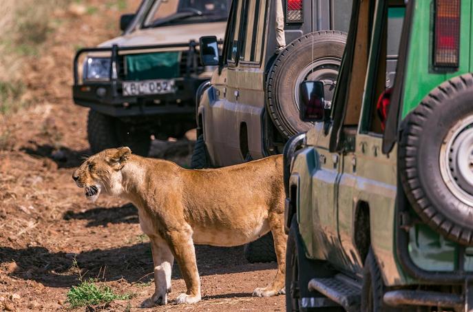 First-Timer’s Tips to Get an Unforgettable Safari Experience Ever