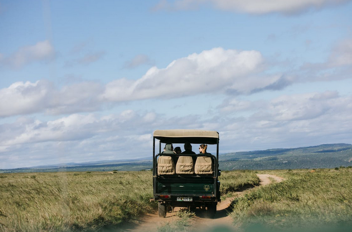 safari